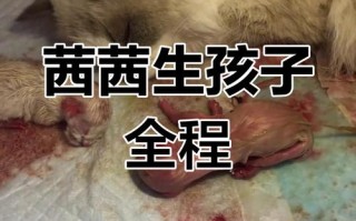 儿童生宝宝视频合集为何存在？其内容是否违背儿童保护与伦理规范？