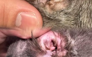 新生儿耳朵黑毛是异常吗？