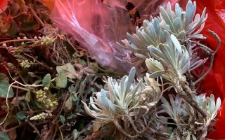 新生儿黄疸用什么中药更安全有效？需注意哪些禁忌事项？