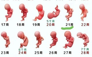 孕期二十周胎儿发育图详细展示了哪些关键变化？