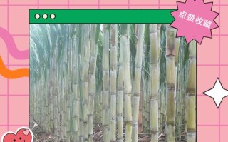 孕期吃甘蔗对胎儿发育到底有没有影响？会不会导致血糖异常或胎儿过大？