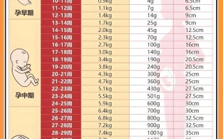 孕期六个月宝宝体重多少算正常？偏低或偏高该如何调整？