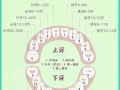 儿童换牙阶段总共会替换多少颗牙齿？换牙顺序和数量有什么规律吗？
