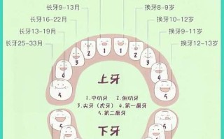 儿童换牙阶段总共会替换多少颗牙齿？换牙顺序和数量有什么规律吗？