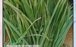 孕期吃韭菜肚子不舒服