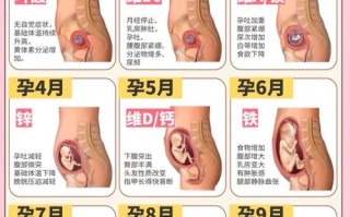 孕期每周胎儿发育变化有哪些关键信号？不同阶段孕妈该如何科学应对？