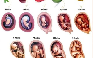 孕期爱吃水果真能影响胎儿性别吗？科学依据在哪里？