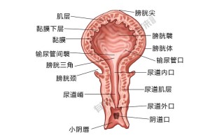 孕期尿道口出现小肉疙瘩是什么原因？需要担心吗？