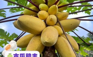 早孕期间吃木瓜会引发宫缩或流产风险吗？孕期饮食该如何科学选择？