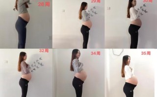 孕期每个阶段肚子多大