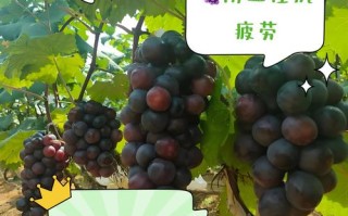 早孕期间吃葡萄对胎儿有影响吗？需要注意哪些事项？