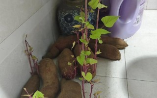 孕期想吃长芽红薯，到底能不能吃？发芽红薯孕期食用安全吗？