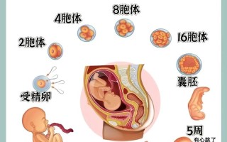 怀孕期间胎儿各阶段是如何一步步发育成形的？