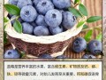 孕期吃蓝莓，胎儿受益有哪些？