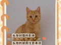 猫怀孕期间生病了，到底能不能吃药？对胎儿会有影响吗？