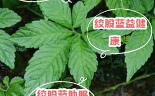 备孕期间喝绞股蓝会影响受孕或胎儿健康吗？