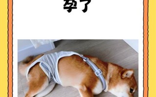 怀孕期间养狗狗真的安全吗？对孕妇和胎儿会有哪些潜在影响？