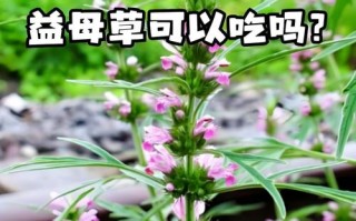 备孕期间喝益母草会影响受孕或胎儿健康吗？