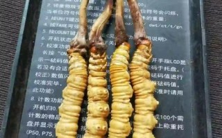 6岁儿童可以吃冬虫夏草