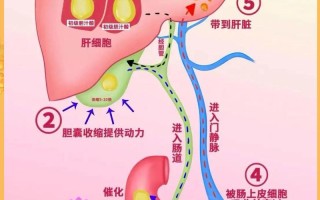 孕期甘胆酸检查是评估什么健康风险的指标？