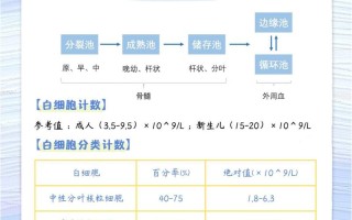 怀孕期白细胞正常范围是多少？孕期白细胞升高或降低意味着什么？