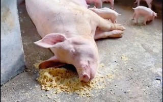 母猪孕期不食的诱因有哪些？如何科学治疗保障胎儿健康？