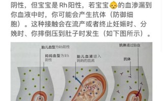 孕期反应的剧烈程度是否真的与血型存在直接关联？科学依据究竟是什么？