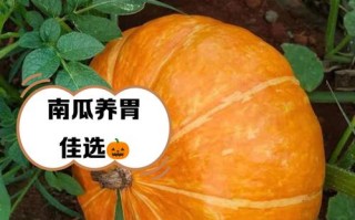 孕期吃南瓜会导致新生儿皮肤发黄吗？科学依据与真相解析