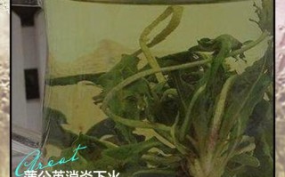 备孕期能喝蒲公英水吗？