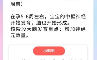 孕期胎儿脑部发育的关键时间节点是什么？不同阶段有哪些发育特点？