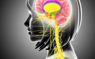 新生儿中枢神经的表现