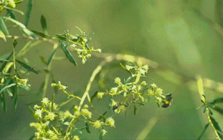 孕期出现绿色分泌物，是感染信号吗？对胎儿有影响吗？该怎么处理？