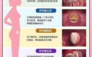 怀孕期婴儿发育过程图，不同阶段胎儿有哪些关键变化？