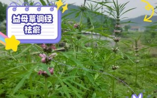 备孕期间喝益母草真的安全吗？对怀孕有影响吗？