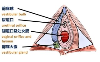 孕期外阴内长疙瘩图片显示什么情况？需要担心吗？