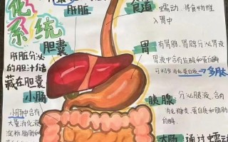 学前儿童消化系统有哪些独特特点？为何这些特点会影响他们的饮食健康？