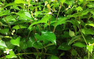 孕期食用鱼腥草叶安全吗？对胎儿发育有潜在风险吗？