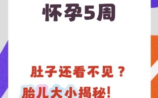 孕期五周胎儿多大正常