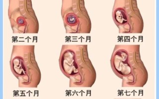 孕期各阶段胎儿发育图，如何精准解读胎儿每周变化及关键发育信号？