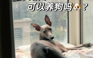 备孕期间养狗会对孕妇和胎儿健康造成哪些潜在风险？