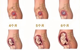 孕期几个月肚子会变大？不同孕周腹部增长有何规律？