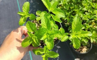 新生儿使用薄荷会有哪些潜在影响？家长需注意哪些事项？