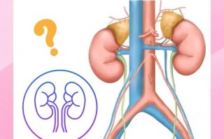 孕期肾小球滤过率偏高对母婴健康有潜在风险吗？