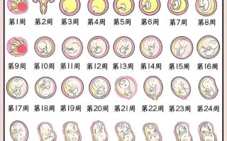 孕期每周发育过程图，胎儿每周变化有哪些关键信号？