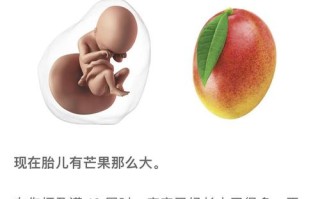 孕期十九周胎儿发育图