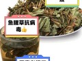 备孕期可以喝鱼腥草吗