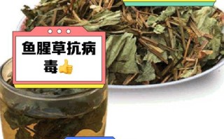 备孕期可以喝鱼腥草吗