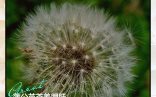 孕期喝蒲公英水有哪些具体好处？饮用时需注意哪些事项？