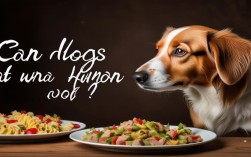 狗狗可以吃人类的食物吗？安全饮食指南