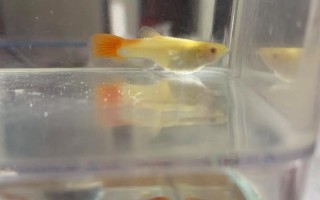 怀孕期间家里的鱼突然死亡，是孕期征兆还是巧合？